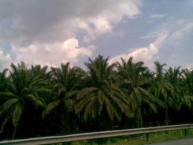 馬來西亞農(nóng)民抗議歐盟禁用生物燃料中的棕櫚油