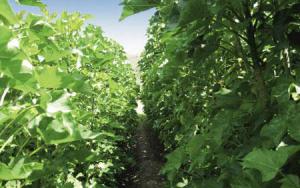 轉化廢棄生物質緩解能源消耗解決環境污染